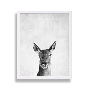 May include: Black and white photograph of a deer with its tongue sticking out. The deer is looking directly at the camera. The background is a light gray.