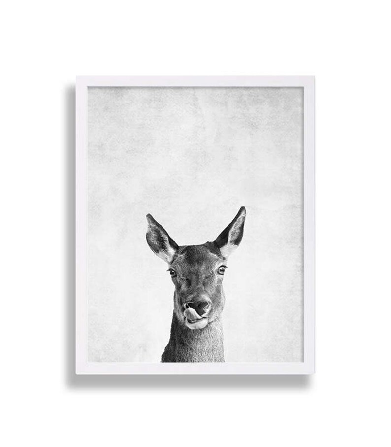 May include: Black and white photograph of a deer with its tongue sticking out. The deer is looking directly at the camera. The background is a light gray.