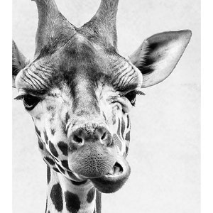 Nursery Room Art Giraffe Print Grey Nursery Decor Minimalist Art Print Black and White Wall Decor African Safari Animal Photography Print image 3