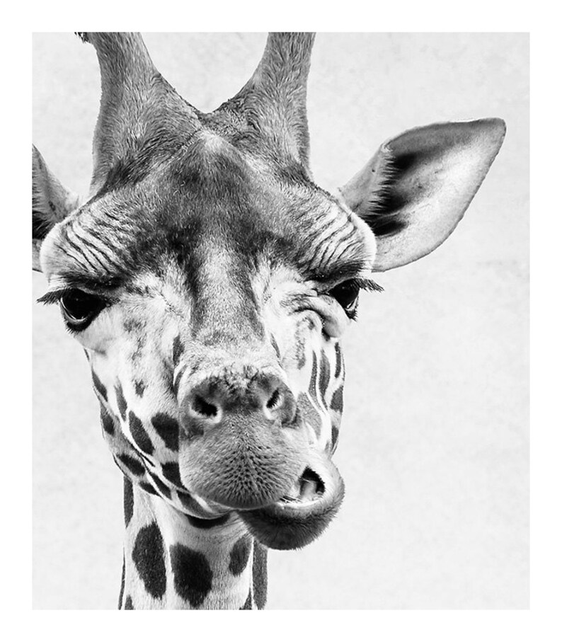 Nursery Room Art Giraffe Print Grey Nursery Decor Minimalist Art Print Black and White Wall Decor African Safari Animal Photography Print image 3