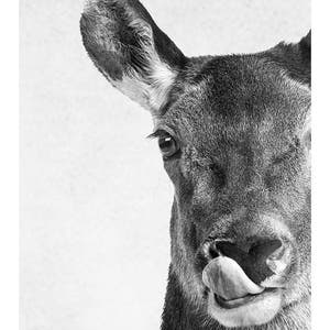 May include: A black and white close-up photo of a deer's face. The deer is sticking its tongue out and has one eye open.