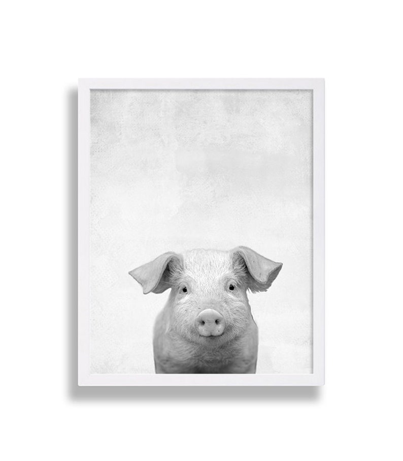 May include: A black and white photograph of a piglet looking directly at the camera. The piglet is in a white frame against a light gray background.