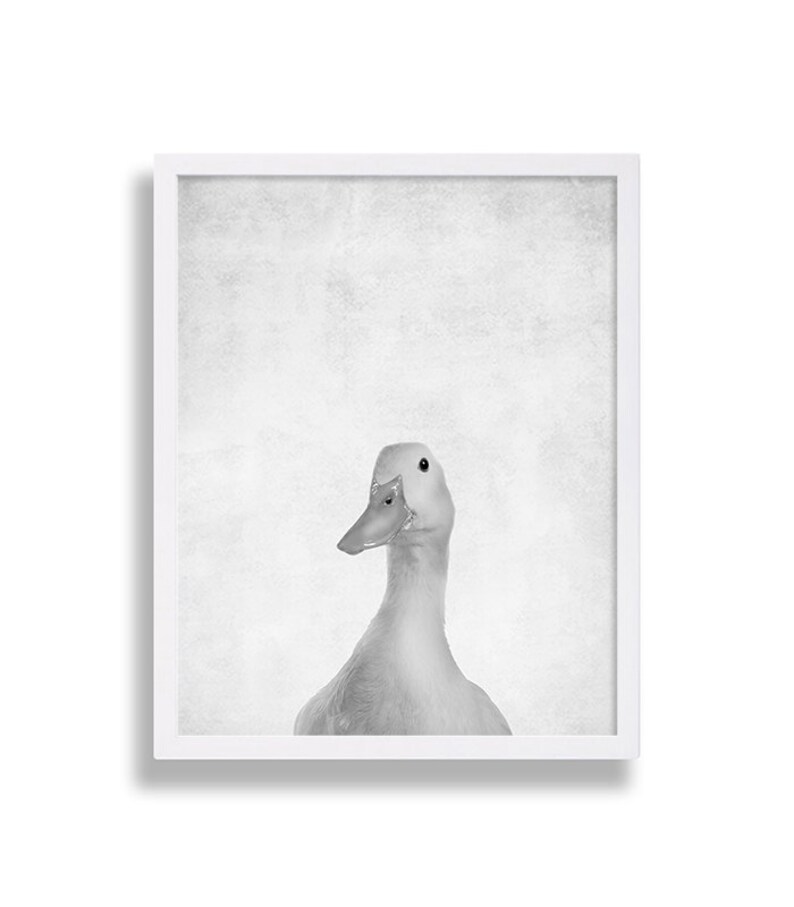 Puede incluir: Una fotograf&iacute;a en blanco y negro de un pato con un fondo blanco. El pato est&aacute; mirando directamente a la c&aacute;mara.