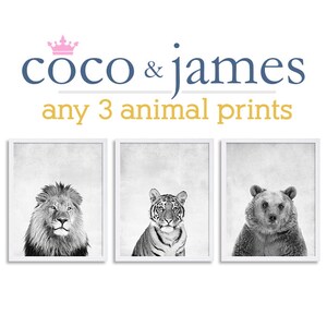 Lions Tigers and Bears Prints Animal Prints Boy Nursery Room Decor Grey Wall Art Modern Art Lion Print Animal Portraits Large Art Prints