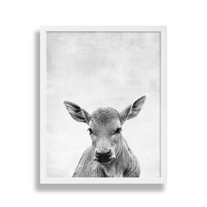 May include: Black and white photograph of a young calf with large ears looking directly at the camera.