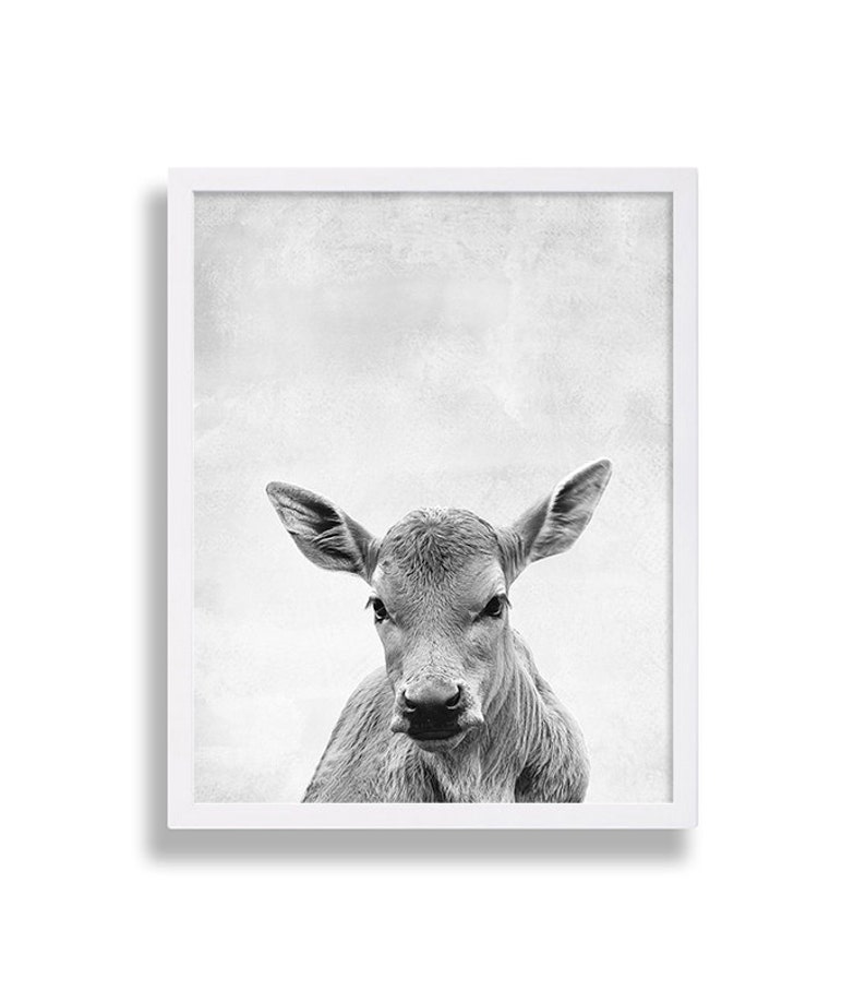 May include: Black and white photograph of a young calf with large ears looking directly at the camera.