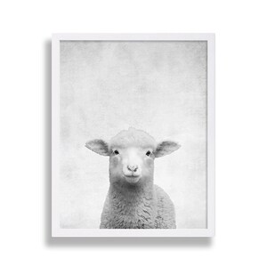 May include: Black and white photograph of a young lamb looking directly at the camera. The lamb is in focus, while the background is a soft, blurred gray.