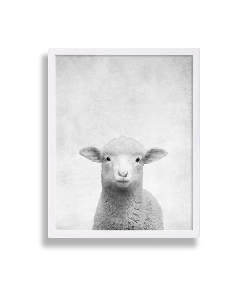May include: Black and white photograph of a young lamb looking directly at the camera. The lamb is in focus, while the background is a soft, blurred gray.