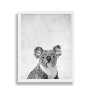 Puede incluir: Una fotograf&iacute;a en blanco y negro de un koala sentado y mirando directamente a la c&aacute;mara. El koala est&aacute; enfocado, y el fondo es borroso y gris claro.