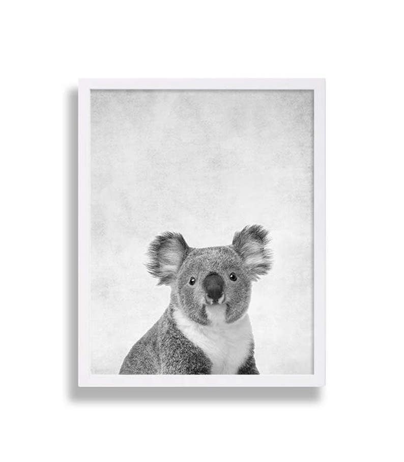 Puede incluir: Una fotograf&iacute;a en blanco y negro de un koala sentado y mirando directamente a la c&aacute;mara. El koala est&aacute; enfocado, y el fondo es borroso y gris claro.