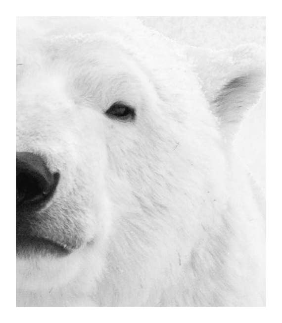 Polar Bear Print Large Nursery Art Prints Animal Nursery Decor Etsy