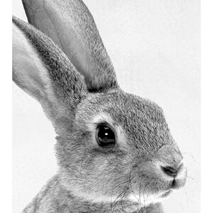 Puede incluir: Primer plano en blanco y negro de la cara de un conejo. El conejo tiene orejas grandes y un pelaje esponjoso.