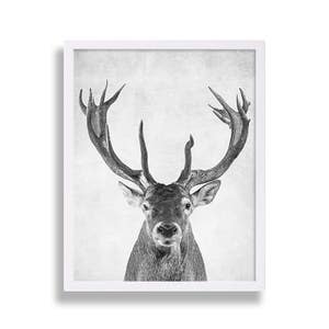 May include: Black and white photograph of a deer with large antlers. The deer is looking directly at the camera. The background is a light gray.