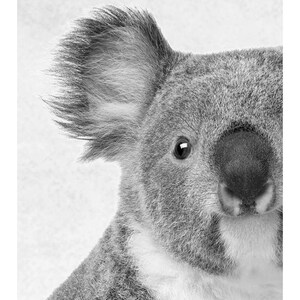 Puede incluir: Una foto en blanco y negro de primer plano de la cara de un koala. El koala tiene un pelaje gris y esponjoso y una nariz negra grande. Se puede ver un ojo y el pelaje del koala es suave y texturizado.