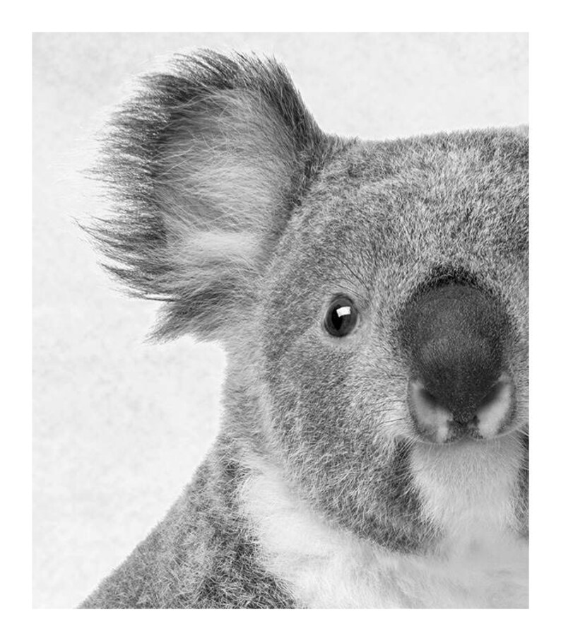 Puede incluir: Una foto en blanco y negro de primer plano de la cara de un koala. El koala tiene un pelaje gris y esponjoso y una nariz negra grande. Se puede ver un ojo y el pelaje del koala es suave y texturizado.