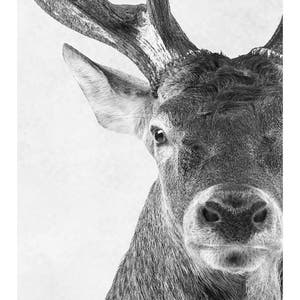 May include: A black and white close-up photograph of a deer's face. The deer has large antlers and is looking directly at the camera.