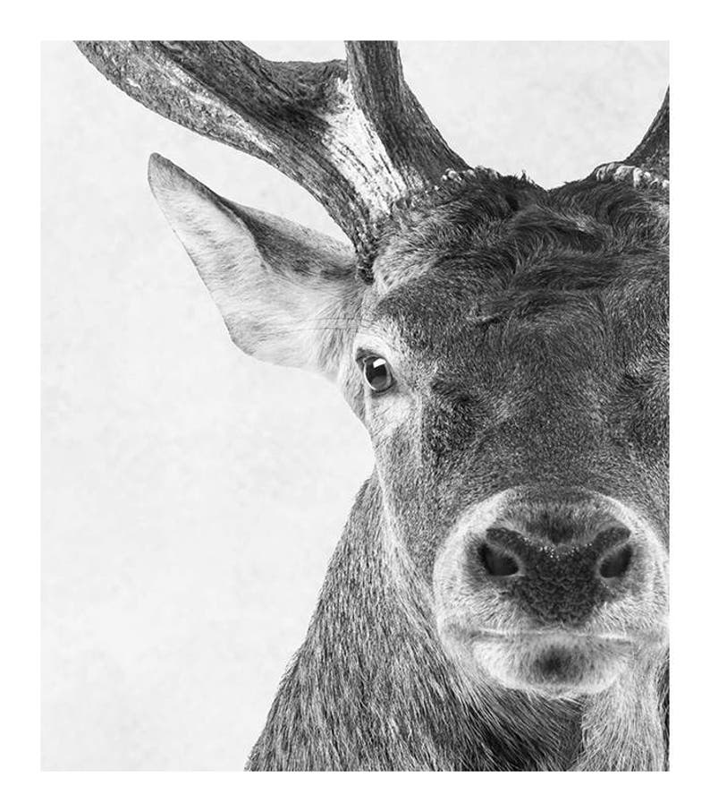 May include: A black and white close-up photograph of a deer's face. The deer has large antlers and is looking directly at the camera.