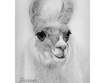 Llama 5x7 Print from Pencil Drawing