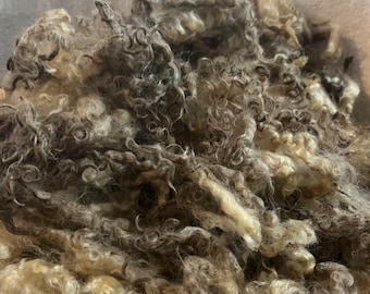 Raw Teeswater Ewe  Fleece - 3 lbs 12 oz