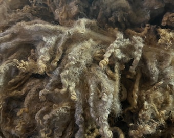 Raw Teeswater long lock Ewe Fleece - 9 lbs 6 oz