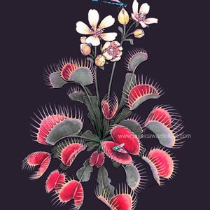 Venus Fly Trap Art Print