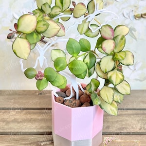 3D Printed Plant Pot for LECA with interchangeable Trellis and Built-in Spout