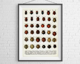 Scientific Illustration of Beetles - art print poster -  Vintage -