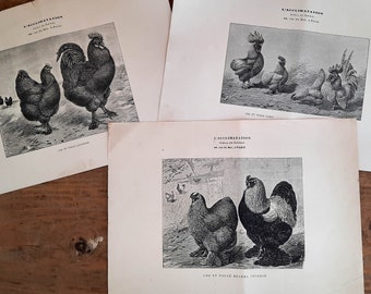 French Antique Lithograph of Chickens and Roosters 1881