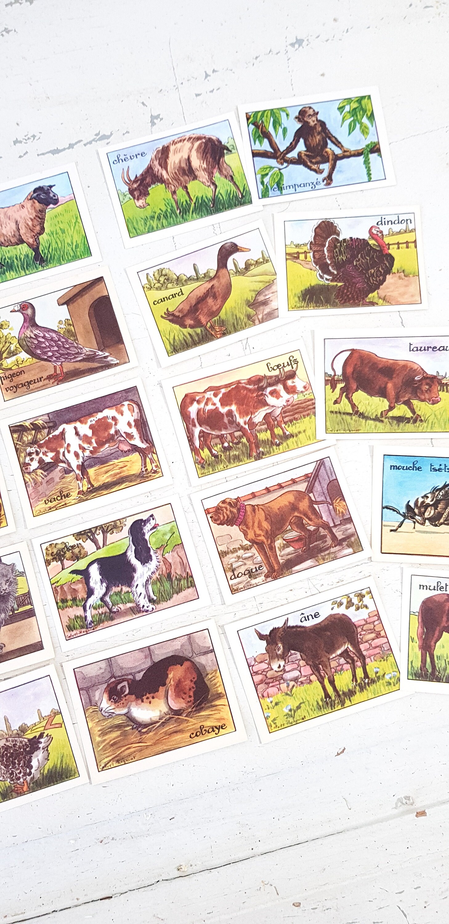 20 Cartes de Français School Reward Vintage Bon Point', Animal Card Set,