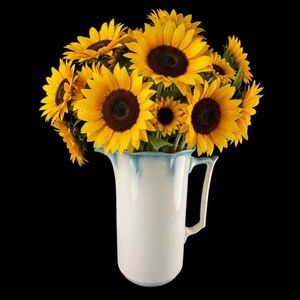 May include: A bouquet of bright yellow sunflowers with dark brown centers arranged in a white ceramic pitcher. The pitcher features a smooth, cylindrical body, a curved handle, and a subtle light blue rim detail against a solid black background.