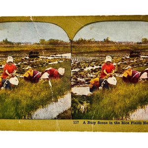 Antique Stereograph Stereoview Card Busy Scene In Rice Fields Near Yokohama 117