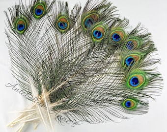 New Zealand Ethically Sourced Wild Green Blue PEACOCK Tail Eye Feathers Bundle