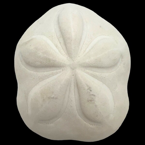 USA Sea Biscuit Sand Dollar Clypeaster Rosaceus Dried Bleached Large 4-5"