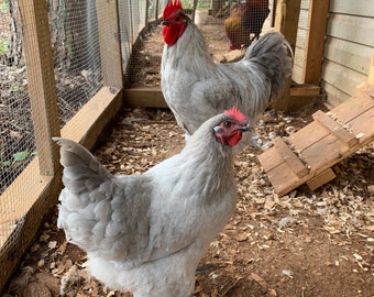 Chicken Fertilizer - Chicken Manure Fertilizer - Fertilizer Tea Bags - Manure Tea - Garden Tea - Garden Tea Bags