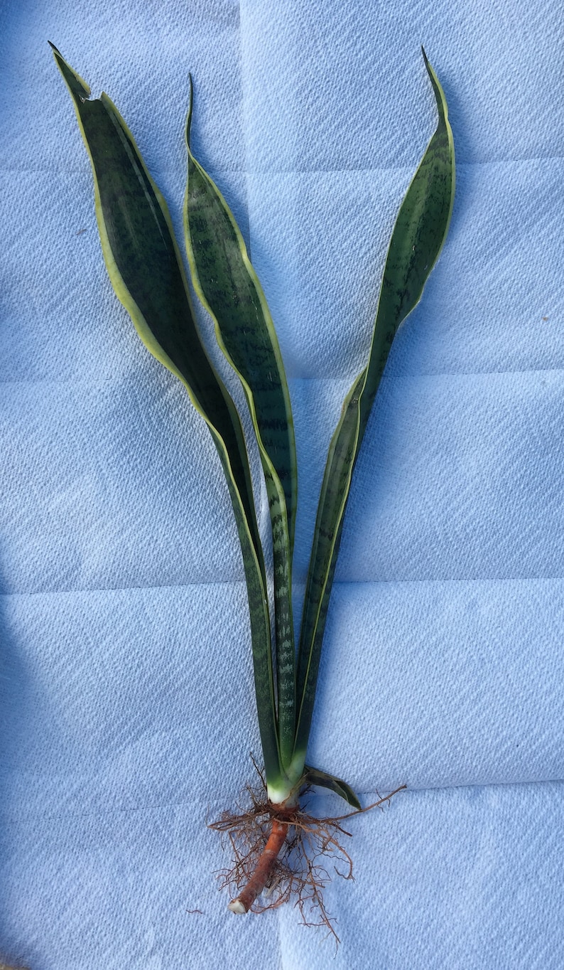 Bare Roots Cuttings Sanseviera Trifasciata Snake Plants Etsy