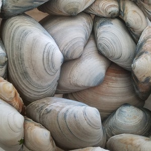 Bulk Natural Clam SeaShells from Atlantic Ocean for craft art supply aquarium Approx. size 55.75 long image 1