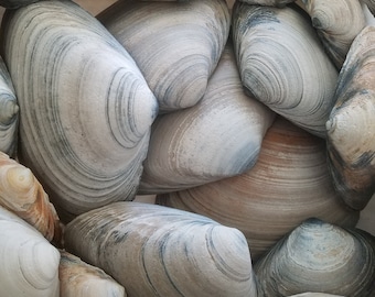 Lot of 10 Bulk Natural Clam SeaShells from Atlantic Ocean for craft art supply aquarium (Approx. size 5"-5.75" long )