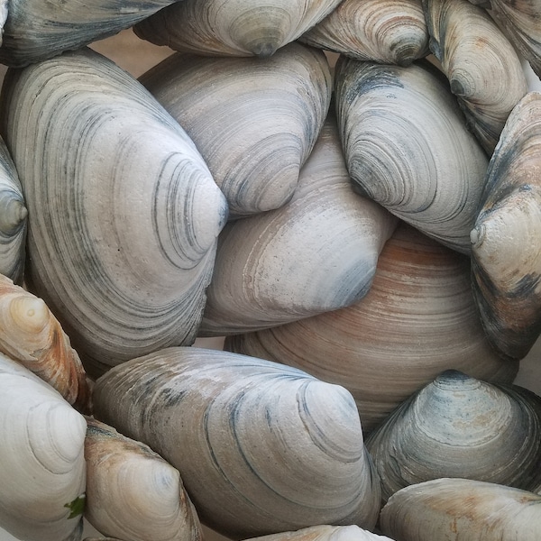 Bulk Natural Clam SeaShells from Atlantic Ocean for craft art supply aquarium (Approx. size 5"-5.75" long )