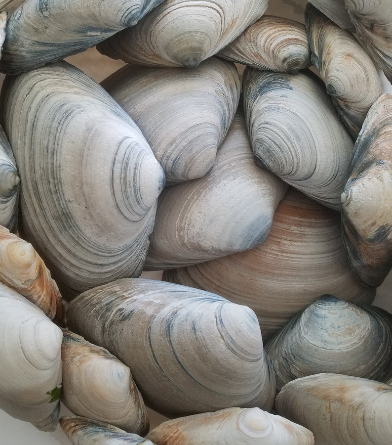 Bulk Natural Clam SeaShells from Atlantic Ocean for craft art supply aquarium Approx. size 55.75 long image 1