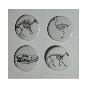 May include: Four white round buttons with black and white illustrations of animal skeletons. The buttons feature a kangaroo, an ostrich, a dog skull, and a cat skeleton. The buttons are arranged in a square.