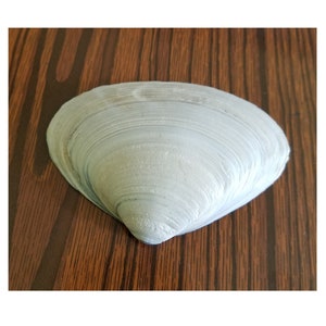 Bulk Natural Clam SeaShells from Atlantic Ocean for craft art supply aquarium Approx. size 55.75 long image 2