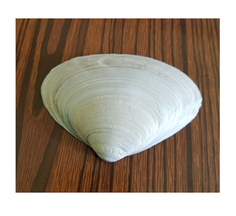 Bulk Natural Clam SeaShells from Atlantic Ocean for craft art supply aquarium Approx. size 55.75 long image 2