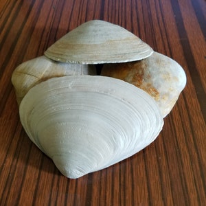 Bulk Natural Clam SeaShells from Atlantic Ocean for craft art supply aquarium Approx. size 55.75 long image 4