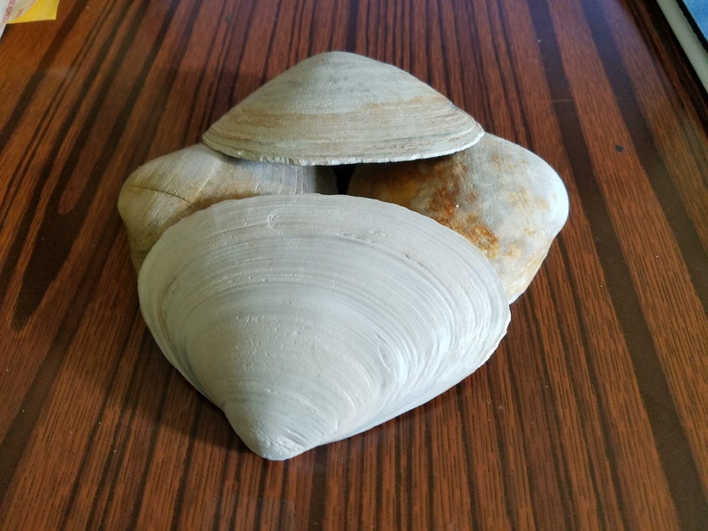 Bulk Natural Clam SeaShells from Atlantic Ocean for craft art supply aquarium Approx. size 55.75 long image 4