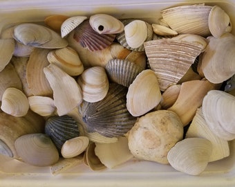 May include: A collection of seashells in various shapes, sizes, and colors, including white, brown, and gray. The shells are arranged in a white container.