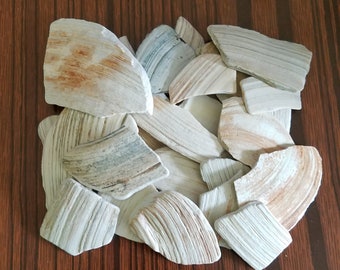 Lot of 1/2 lb Natural Crushed Atlantic Ocean Clam SeaShells Approx. Flat Part  1"-2.5" for Art Craft Decor Mosaic