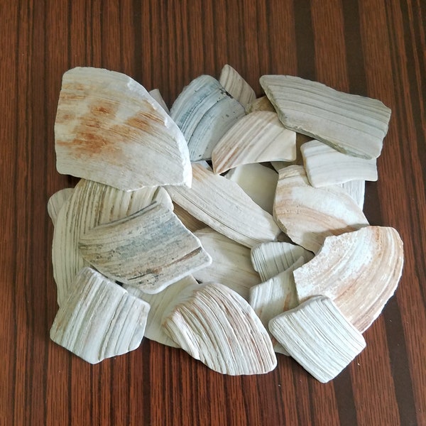 Lot of 1/2 lb Natural Crushed Atlantic Ocean Clam SeaShells Approx. Flat Part  1"-2.5" for Art Craft Decor Mosaic