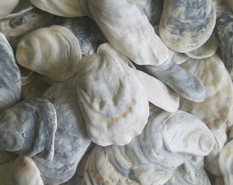 Bulk 10 Atlantic Oyster Shells (Size Approx 2"-4" Long) for Craft Outside & Inside Decoration Art Garden Aquarium