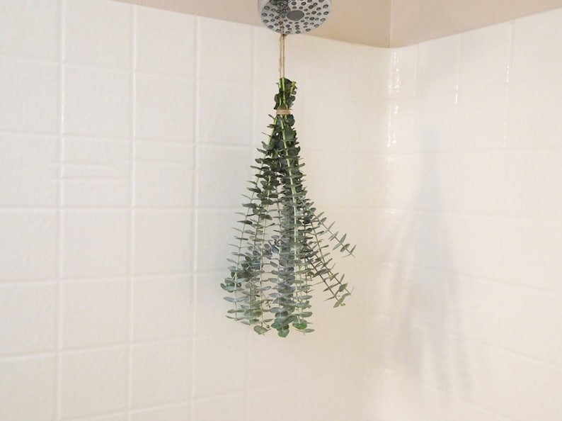 Fresh Eucalyptus Shower Bundle Eucalyptus Bundle Fresh Etsy
