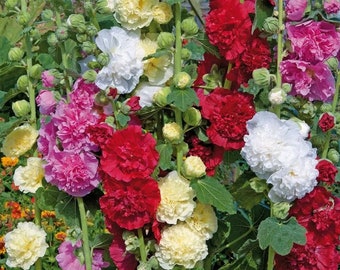 Hollyhock Chaters Double Mixed - Alcea rosea - 40 Seed Pack